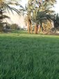 الصورة الرمزية Abu AdYaN